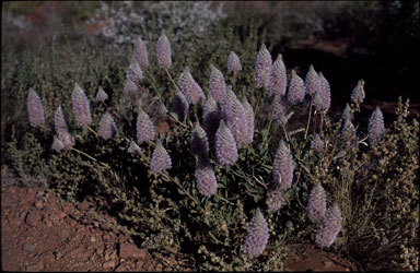 APII jpeg image of Ptilotus macrocephalus  © contact APII