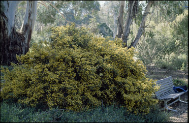 APII jpeg image of Pultenaea elocharis  © contact APII