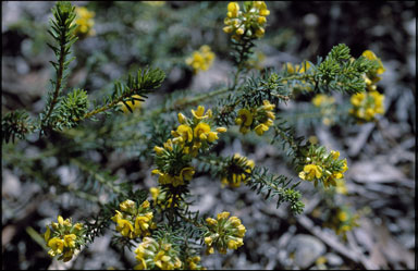 APII jpeg image of Pultenaea glabra  © contact APII