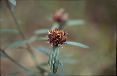 APII jpeg image of Pultenaea paleaceaa var. robusta  © contact APII