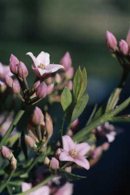 APII jpeg image of Boronia spathulata  © contact APII