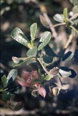 APII jpeg image of Eremophila purpurascens  © contact APII