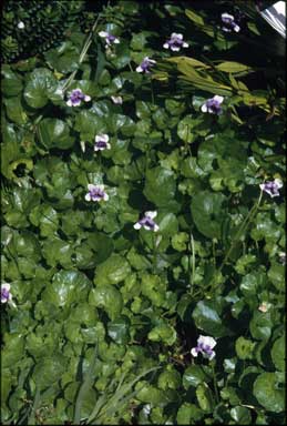 APII jpeg image of Viola hederacea  © contact APII