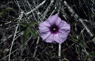 APII jpeg image of Ipomoea cairica  © contact APII