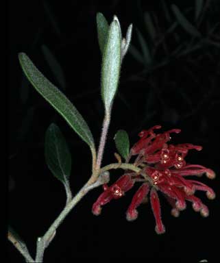 APII jpeg image of Grevillea irrasa subsp. didymochiton  © contact APII