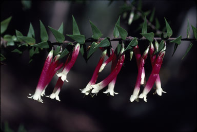 APII jpeg image of Epacris longiflora  © contact APII