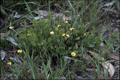 APII jpeg image of Bossiaea prostrata  © contact APII