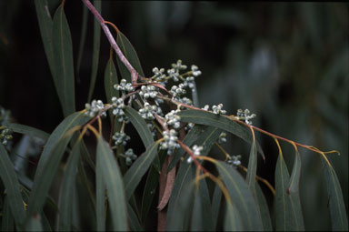 APII jpeg image of Eucalyptus cephalocarpa  © contact APII