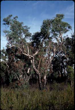 APII jpeg image of Eucalyptus patens  © contact APII