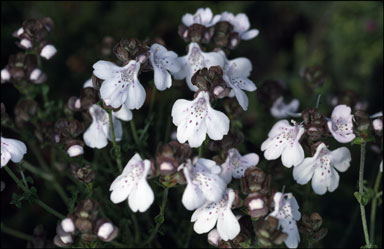 APII jpeg image of Prostanthera prostantheroides  © contact APII