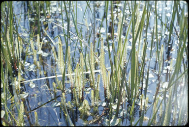 APII jpeg image of Myriophyllum  © contact APII