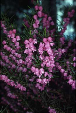 APII jpeg image of Boronia heterophylla  © contact APII