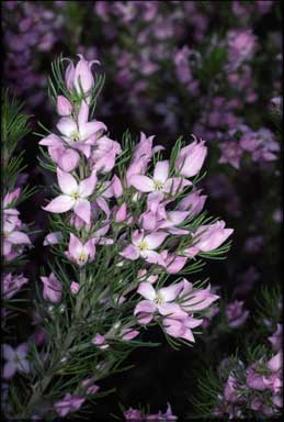 APII jpeg image of Boronia subulifolia  © contact APII