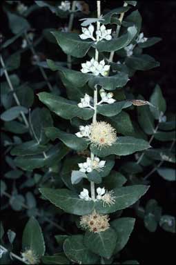 APII jpeg image of Eucalyptus crenulata  © contact APII