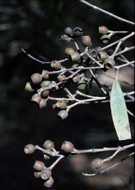 APII jpeg image of Eucalyptus stricta  © contact APII