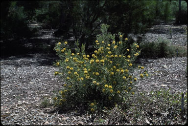 APII jpeg image of Isopogon anemonifolius var. anemonifolius  © contact APII