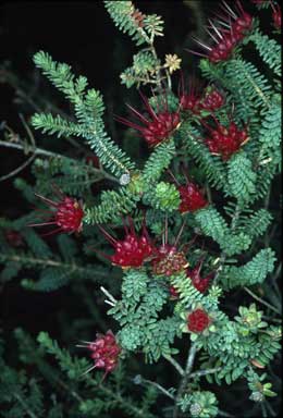 APII jpeg image of Darwinia oldfieldii  © contact APII