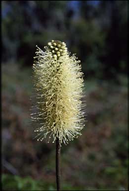 APII jpeg image of Xanthorrhoea macronema  © contact APII