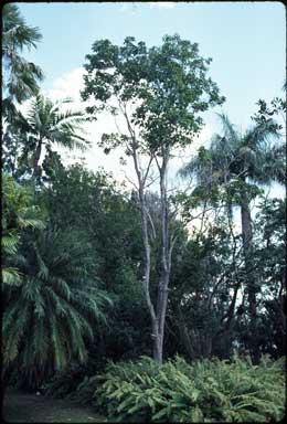 APII jpeg image of Atalaya multiflora  © contact APII