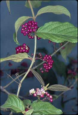 APII jpeg image of Callicarpa pedunculata  © contact APII