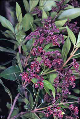 APII jpeg image of Flindersia unifoliolata  © contact APII