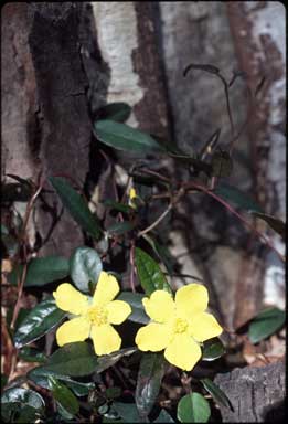 APII jpeg image of Hibbertia dentata  © contact APII