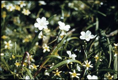 APII jpeg image of Claytonia australasica  © contact APII