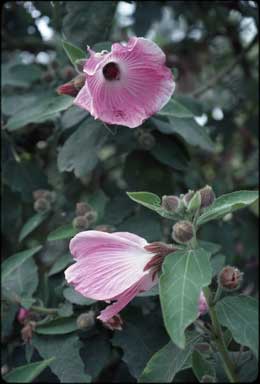 APII jpeg image of Hibiscus splendens  © contact APII