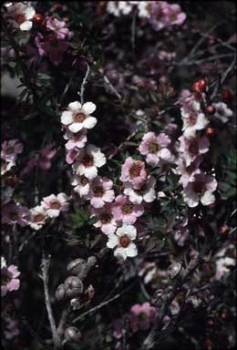 APII jpeg image of Leptospermum squarrosum  © contact APII