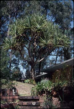 APII jpeg image of Pandanus tectorius  © contact APII