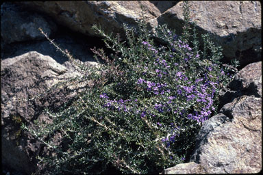 APII jpeg image of Dampiera rosmarinifolia  © contact APII