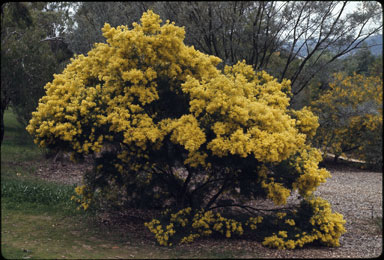 APII jpeg image of Acacia perangusta  © contact APII