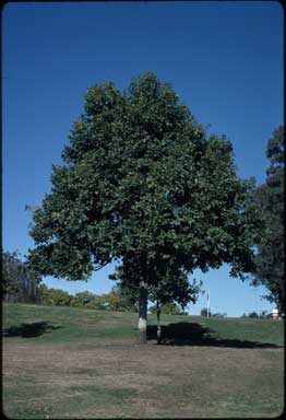 APII jpeg image of Corymbia torelliana  © contact APII