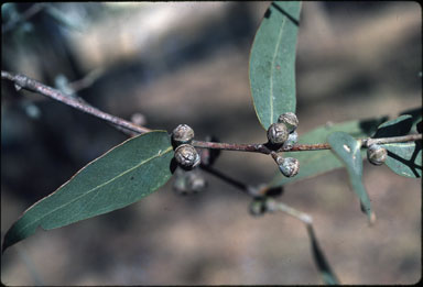 APII jpeg image of Eucalyptus cinerea subsp. triplex  © contact APII