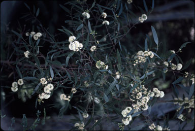 APII jpeg image of Eucalyptus barberi  © contact APII