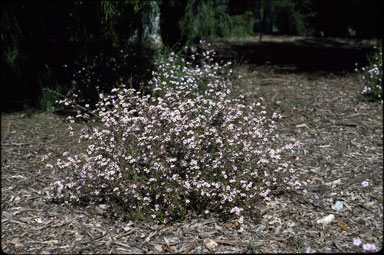 APII jpeg image of Euryomyrtus ramosissima subsp. ramosissima  © contact APII