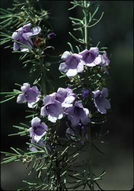 APII jpeg image of Prostanthera staurophylla  © contact APII