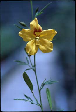 APII jpeg image of Petalostylis labicheoides  © contact APII