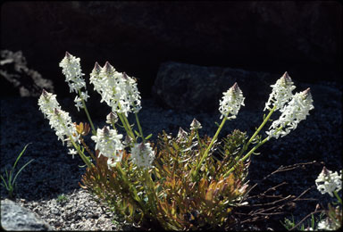 APII jpeg image of Stackhousia spathulata  © contact APII