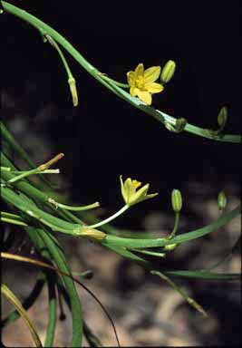 APII jpeg image of Bulbine vagans  © contact APII