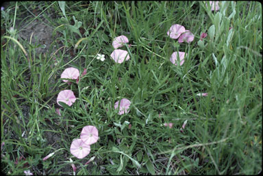 APII jpeg image of Convolvulus erubescens  © contact APII