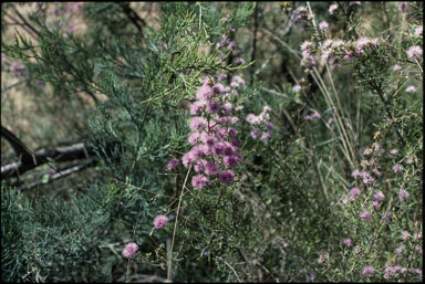 APII jpeg image of Kunzea opposita var. opposita  © contact APII