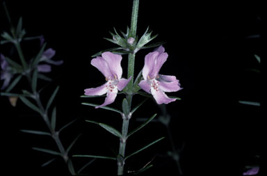 APII jpeg image of Westringia brevifolia var. raleighii  © contact APII