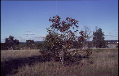 APII jpeg image of Eucalyptus tetraptera  © contact APII