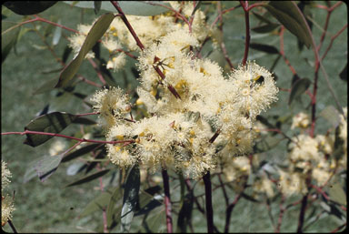 APII jpeg image of Eucalyptus oleosa subsp. oleosa  © contact APII