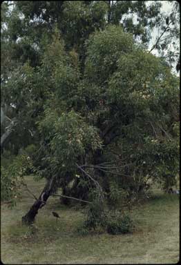 APII jpeg image of Eucalyptus resinifera  © contact APII