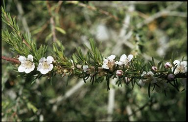 APII jpeg image of Agonis grandiflora  © contact APII