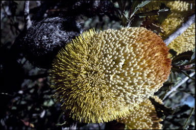 APII jpeg image of Banksia audax  © contact APII