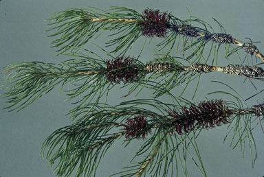 APII jpeg image of Calothamnus lehmannii  © contact APII