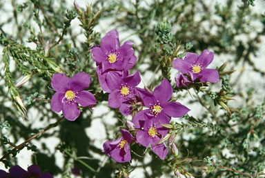 APII jpeg image of Calytrix superba  © contact APII